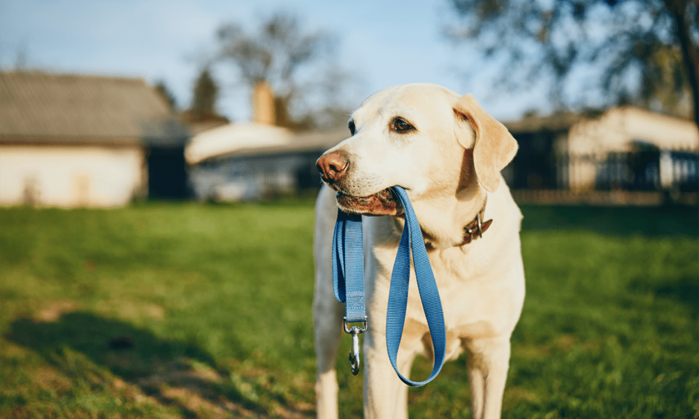 Dog holding leash in mouth